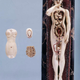 Illustration for article titled 29 Anatomical Models That Will Haunt Your Dreams Tonight